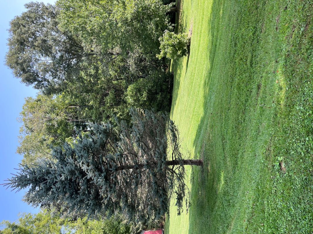 Professional brush removal