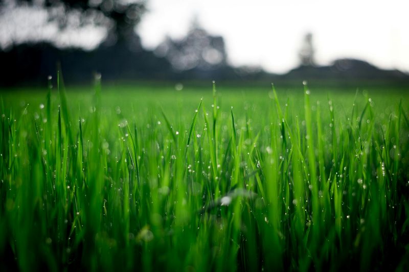 Lawn Care Tips